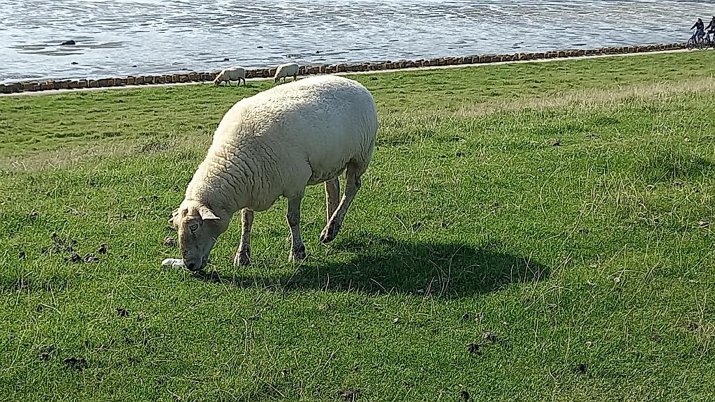 Sylt (62)